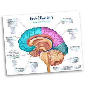 Brain Essentials Chart