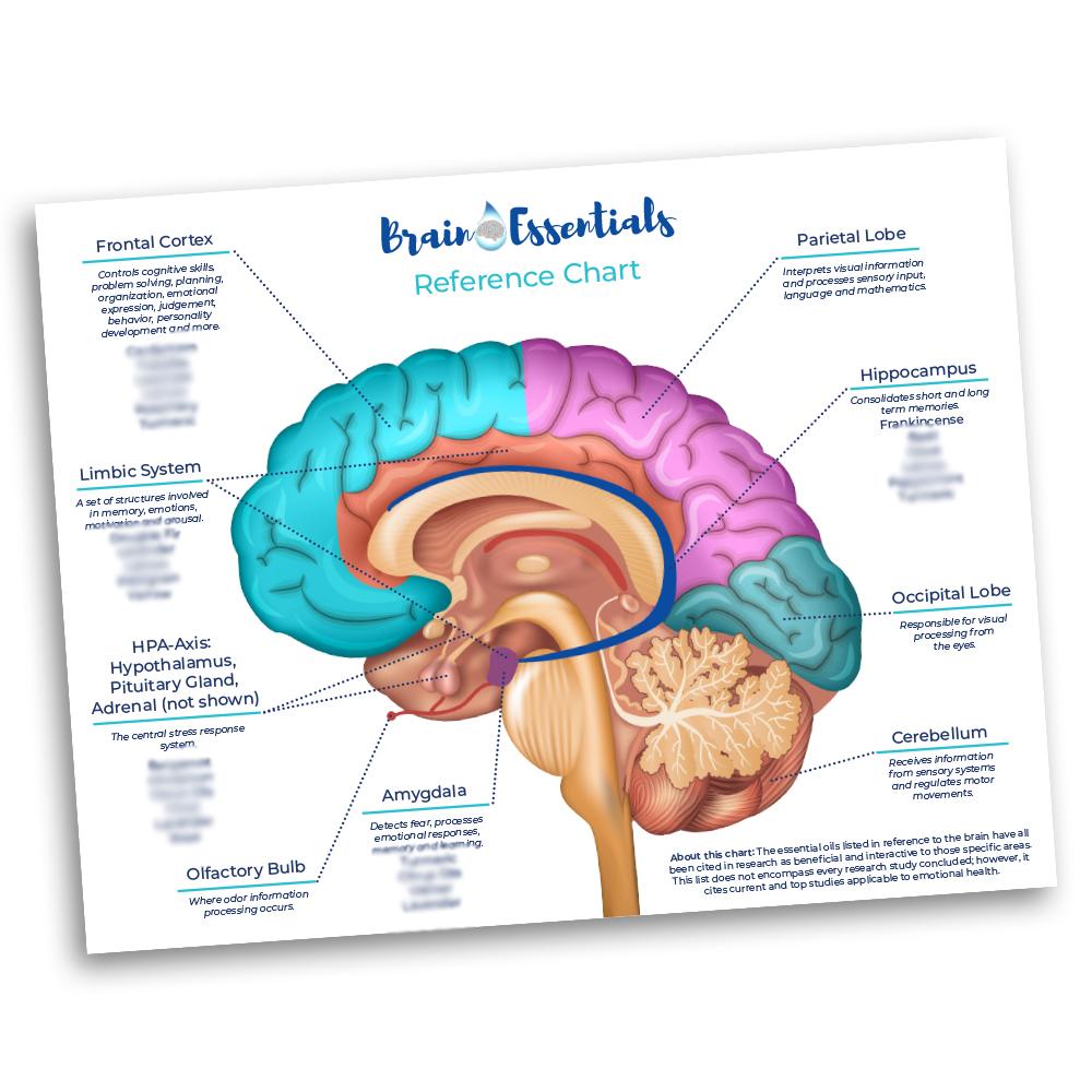 Brain Essentials Chart