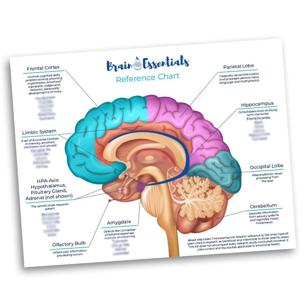 Brain Webchart Brain Essentials Chart – BrainEssentials